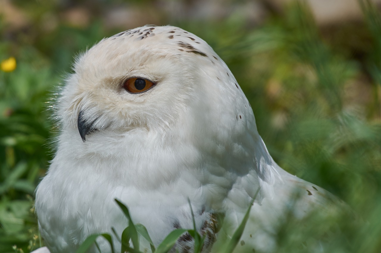 snowy owl  white  breed free photo