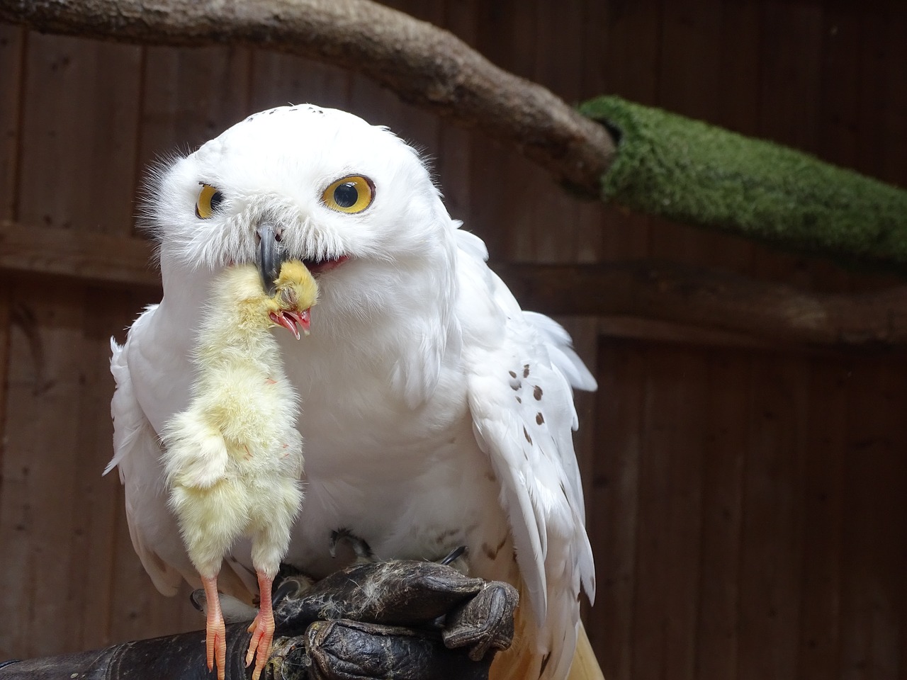 snowy owl  raptor  bird free photo