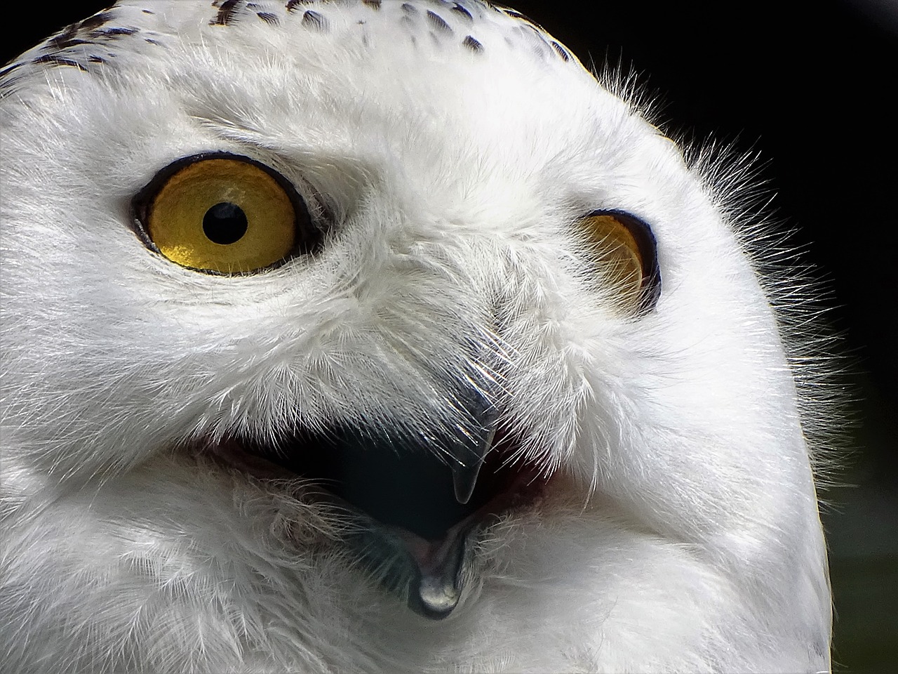 snowy owl  expression  eyes free photo