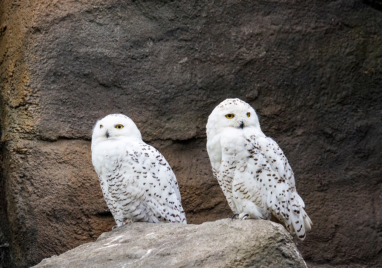 snowy owl  owl  bird free photo