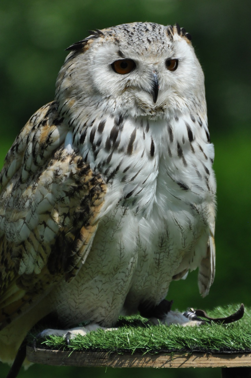 snowy owl  bird  animal free photo