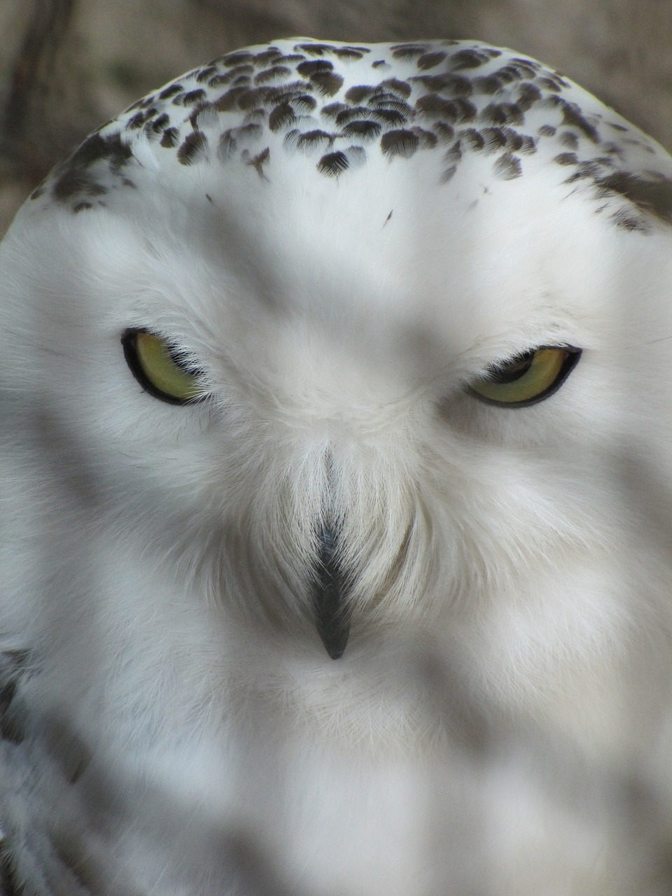 snowy owl owl zoo free photo