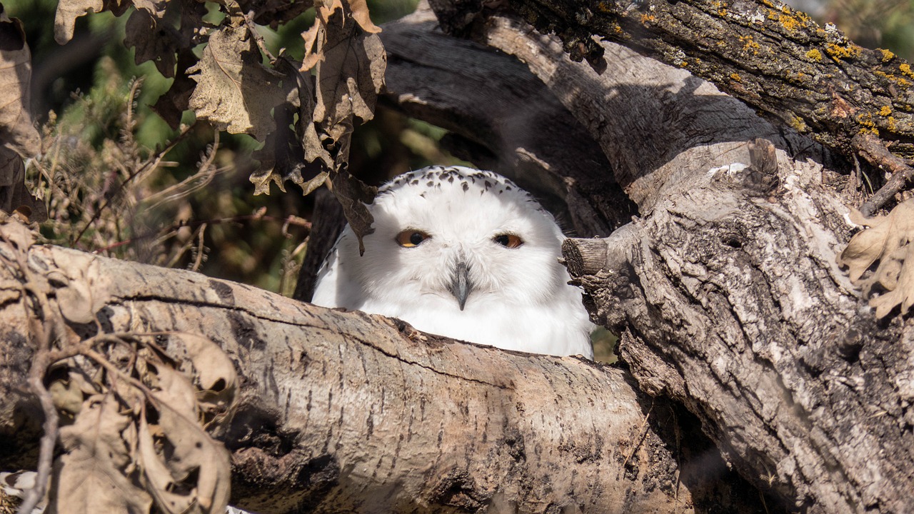 snowy owl  owl  raptor free photo