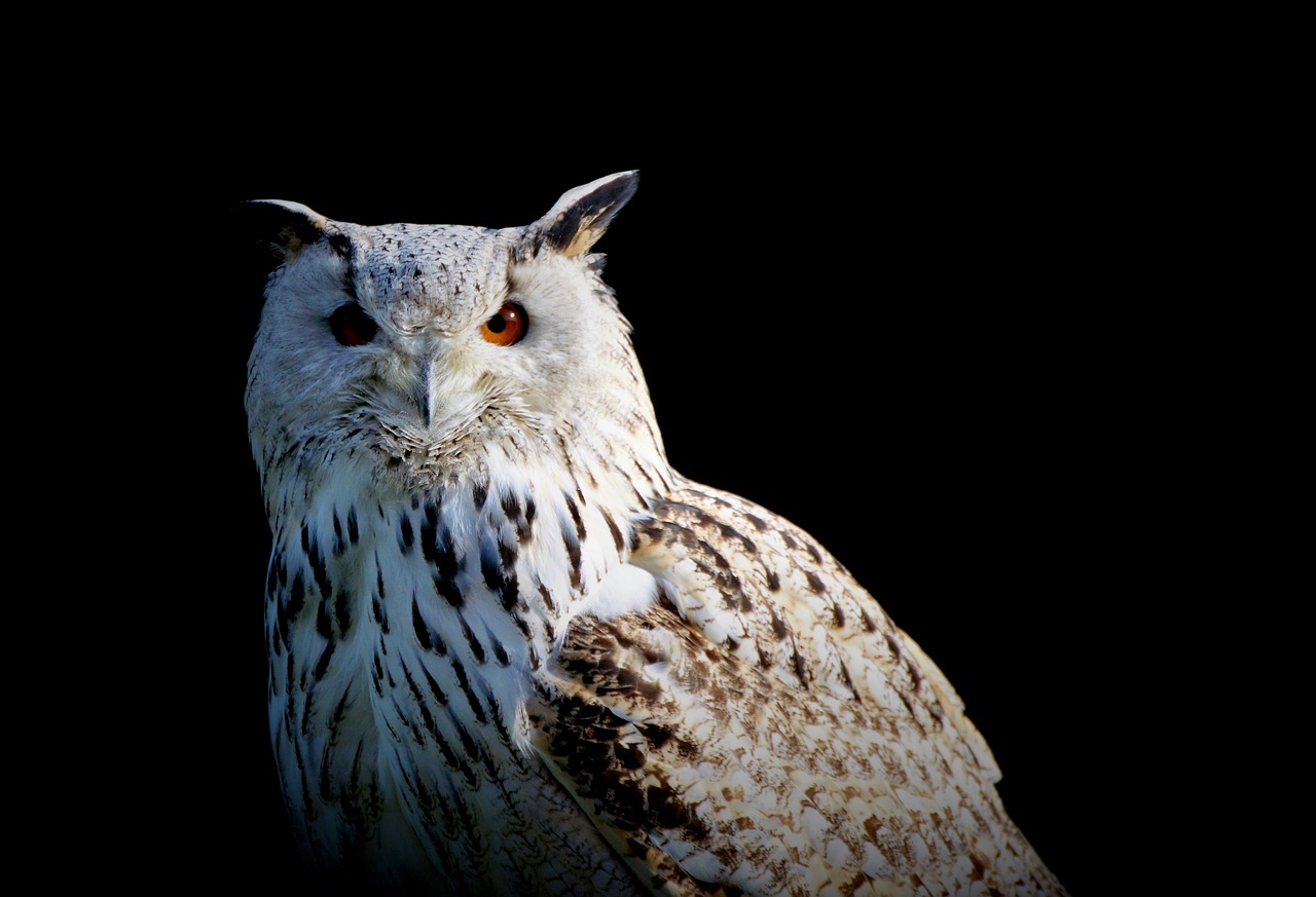 snowy owl  owl  raptor free photo