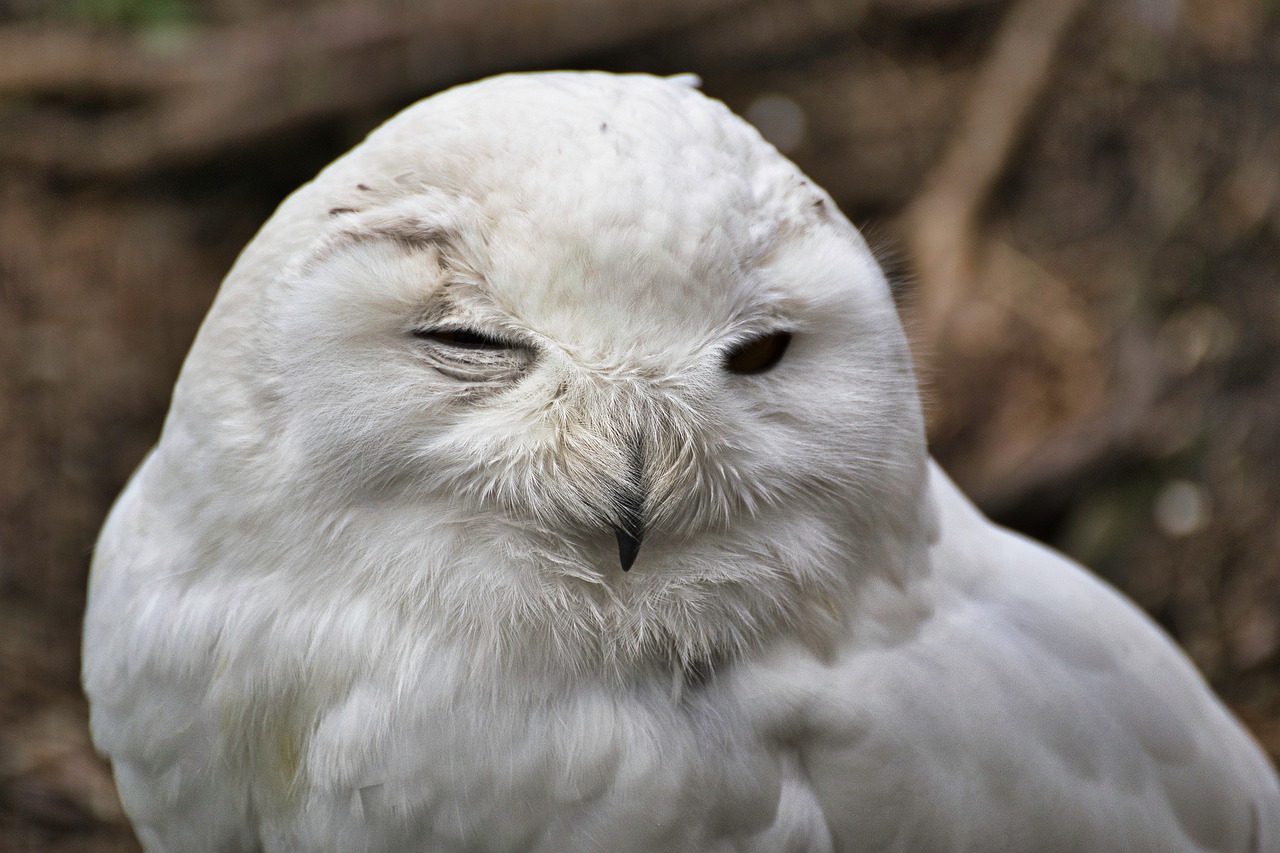 snowy owl  animal  owl free photo