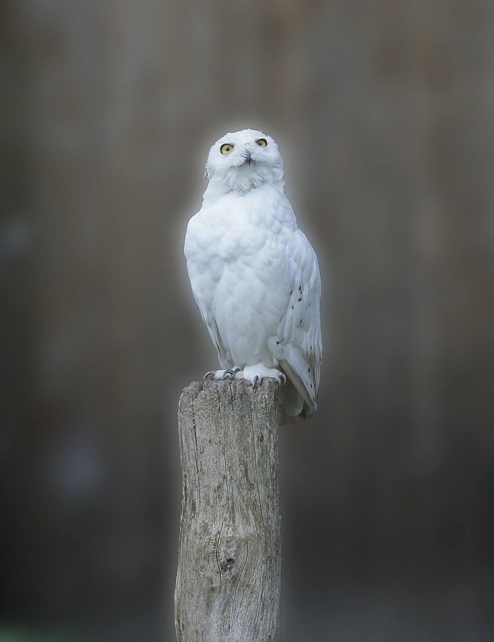 snowy owl owl bird free photo
