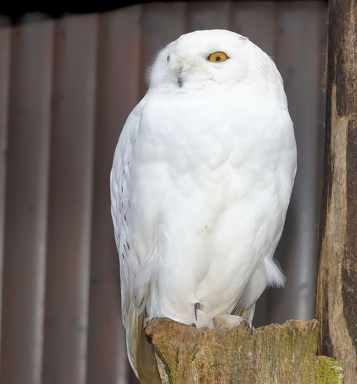 snowy owl owl bird free photo