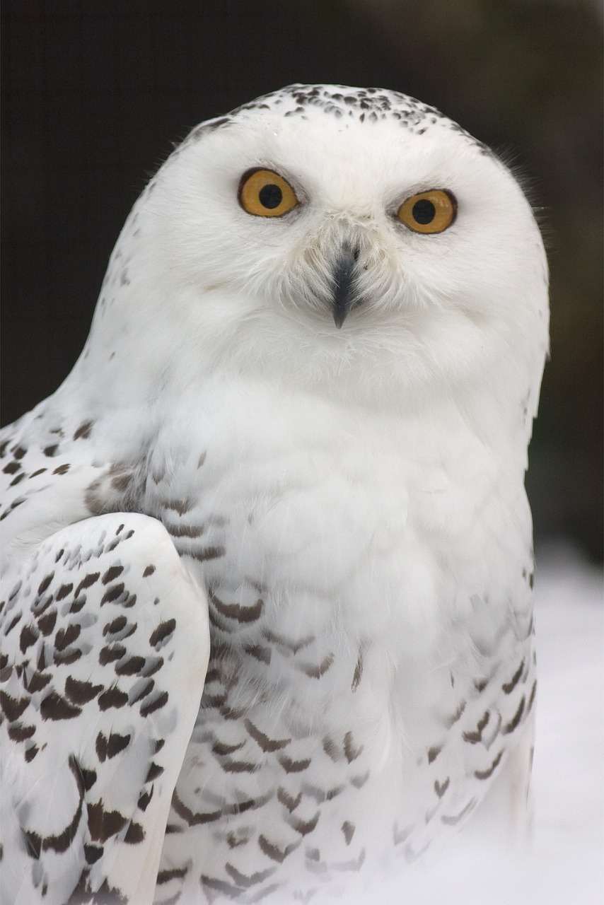 snowy owl owl zoo free photo