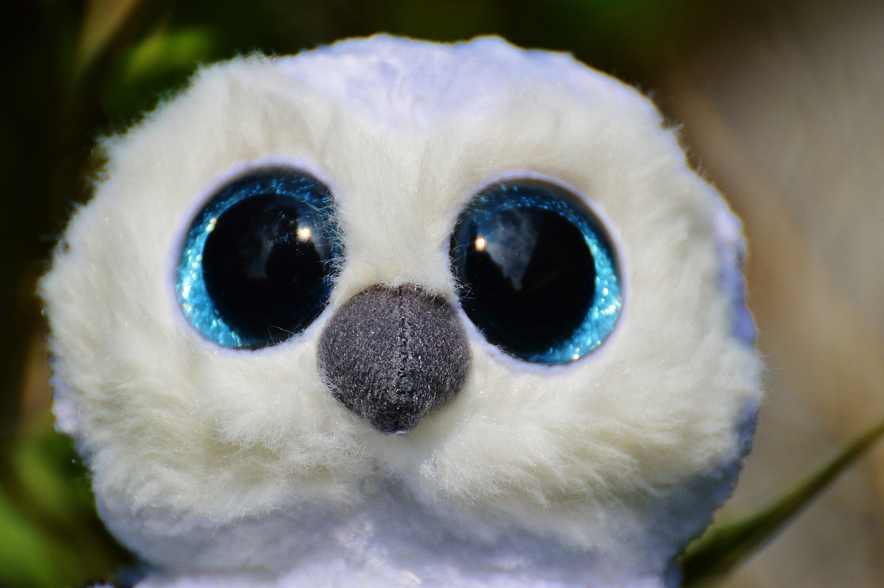 snowy owl white bird free photo