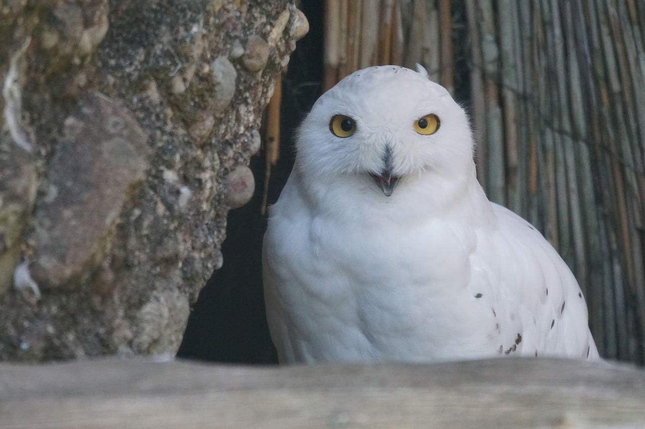 snowy owl bird raptor free photo