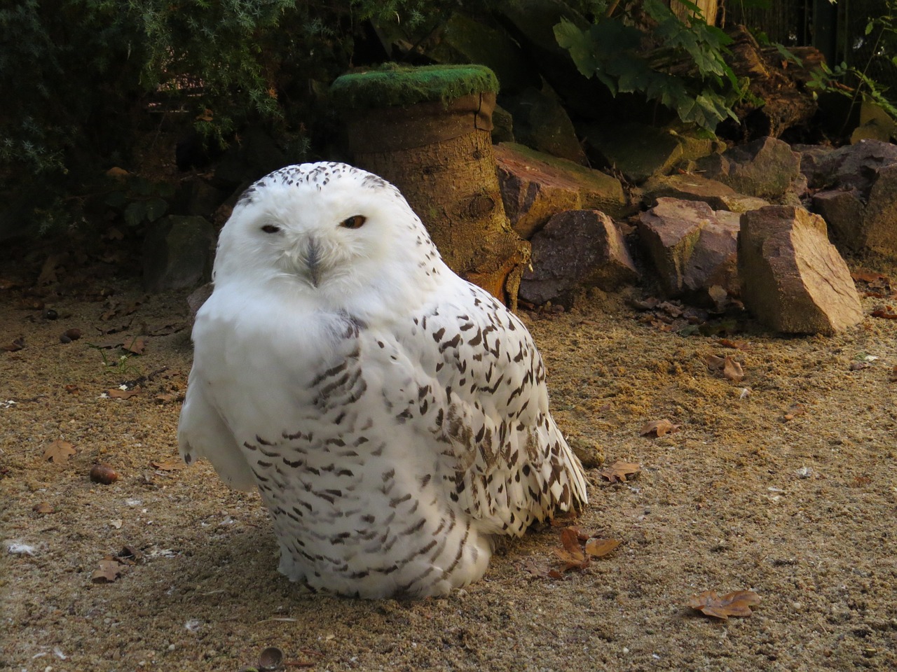 snowy owl zoo animals free photo