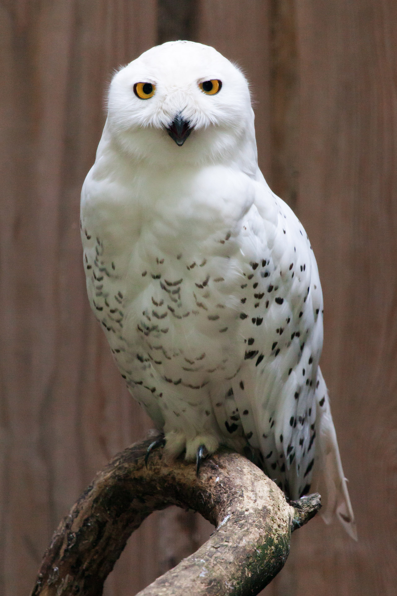 animal beak bird free photo