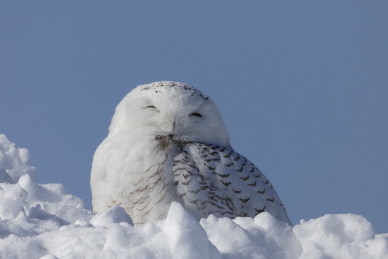 snowy owl snow  animal  snow free photo