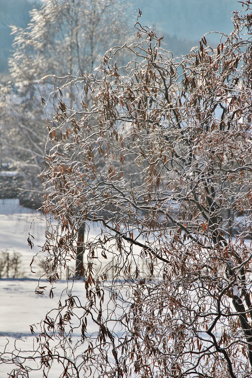 snowy pasture wintry snow free photo