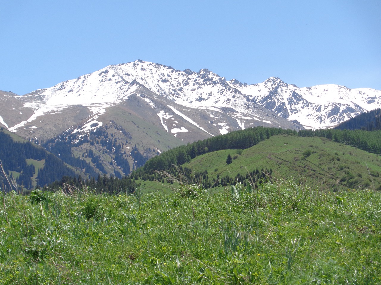 snowy picks central asia green grass and mountains free photo