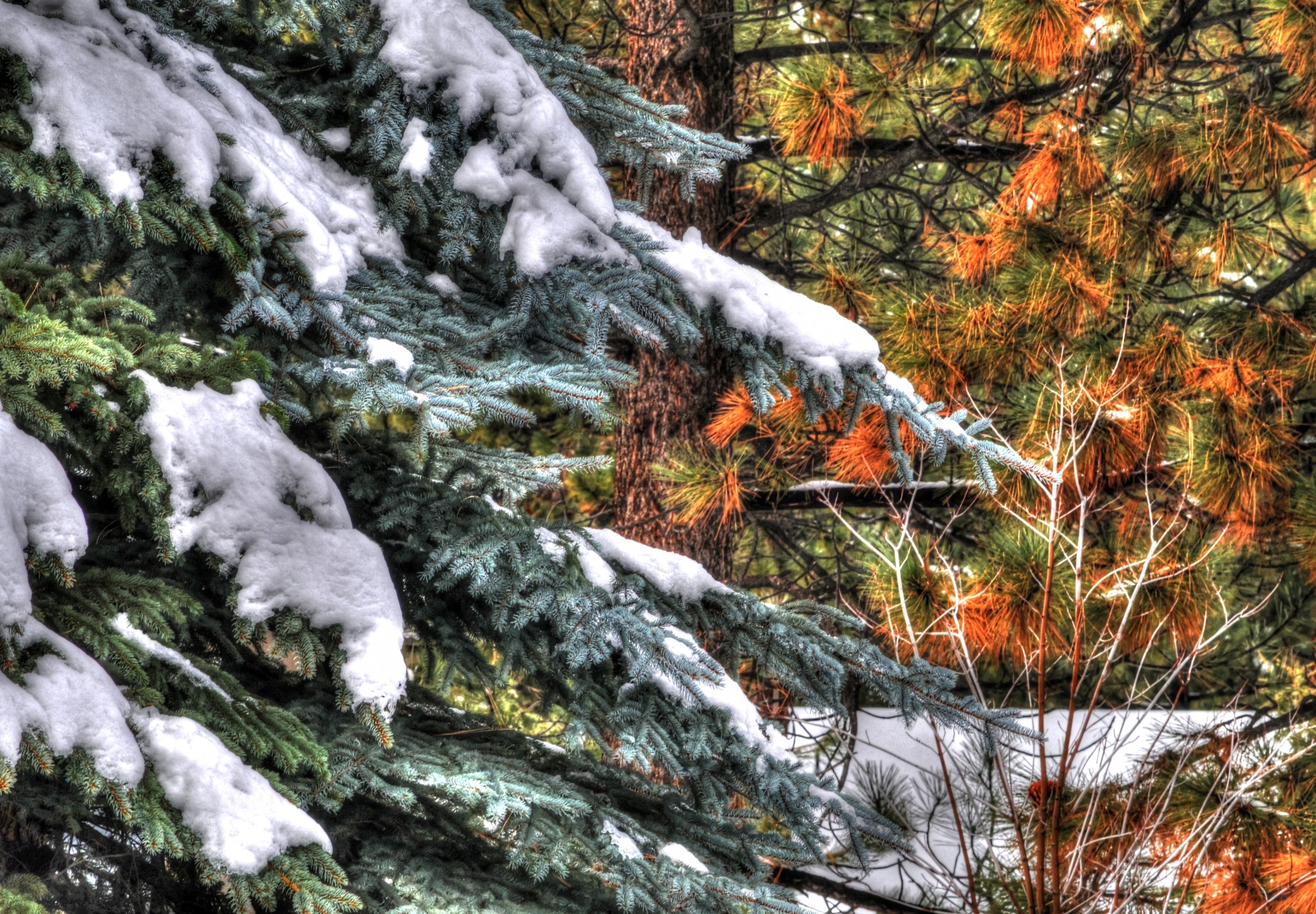 tree pine tree snow free photo