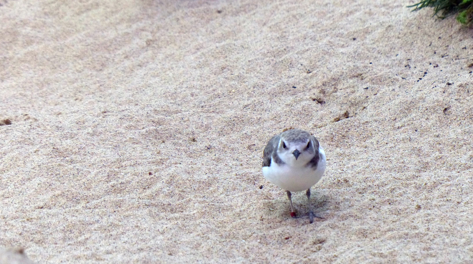 bird birds snowy plover free photo