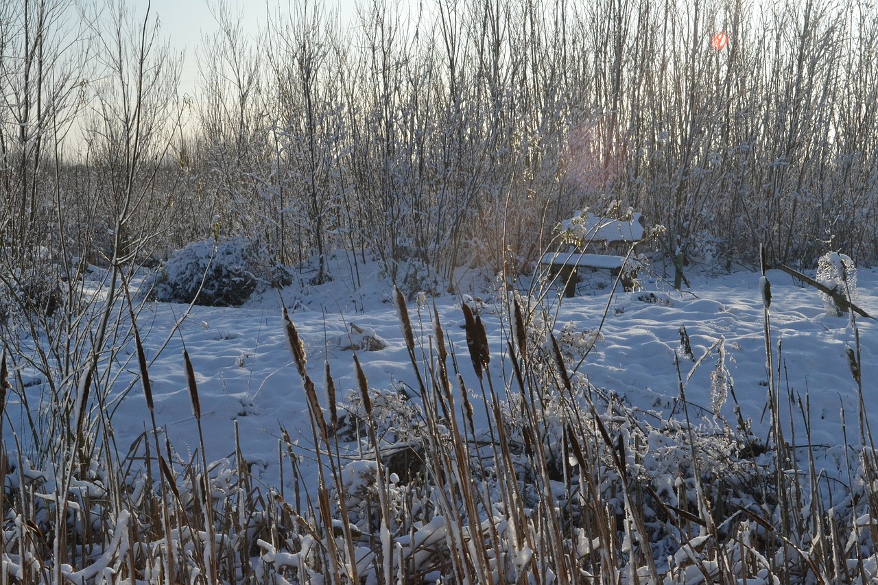 snow winter river bank free photo