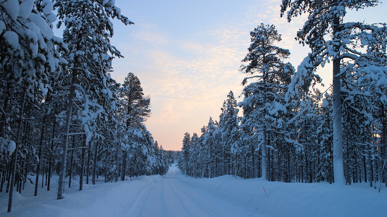 snowy road winter forest road free photo