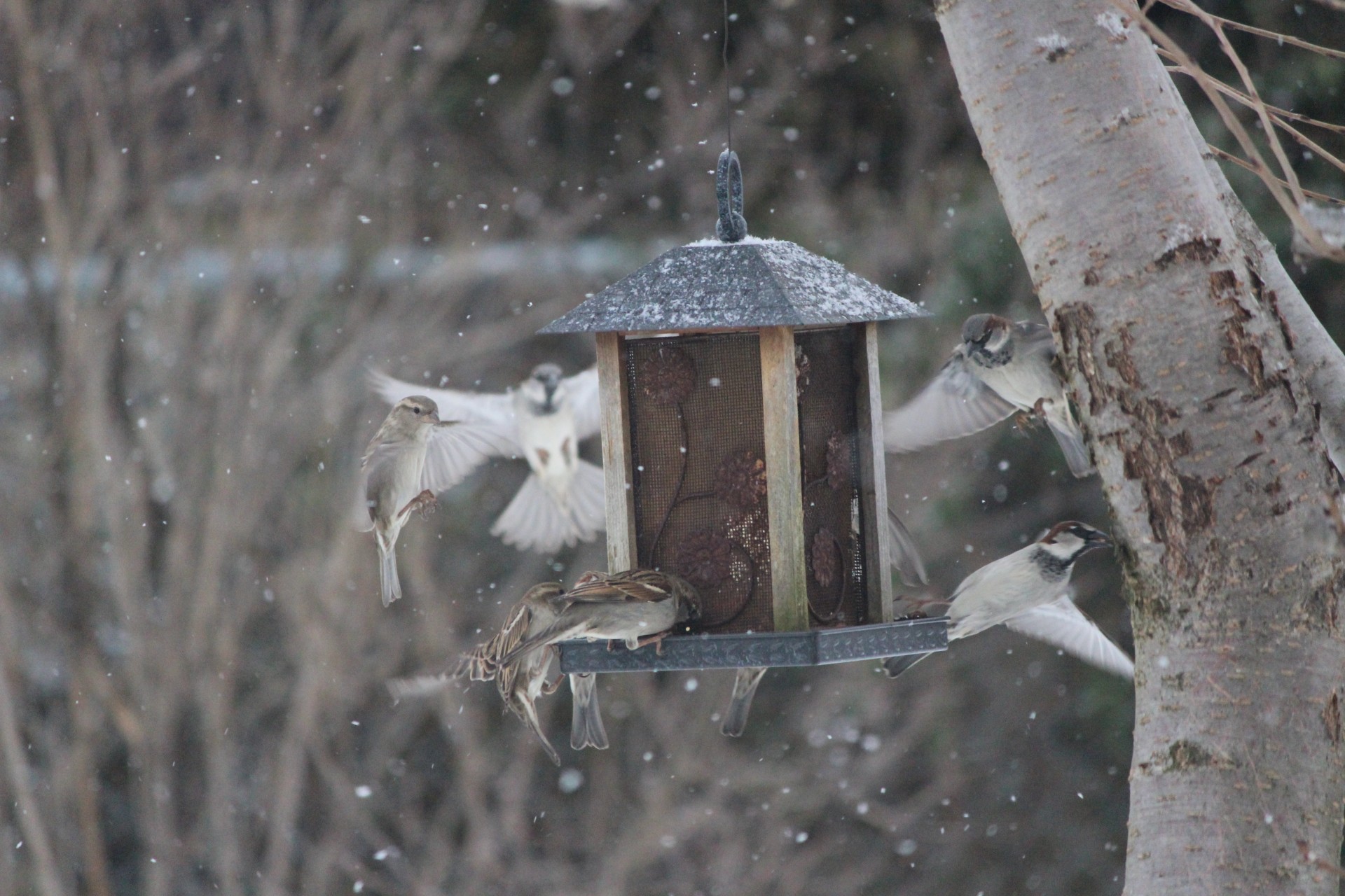 snowy birds wrens free photo