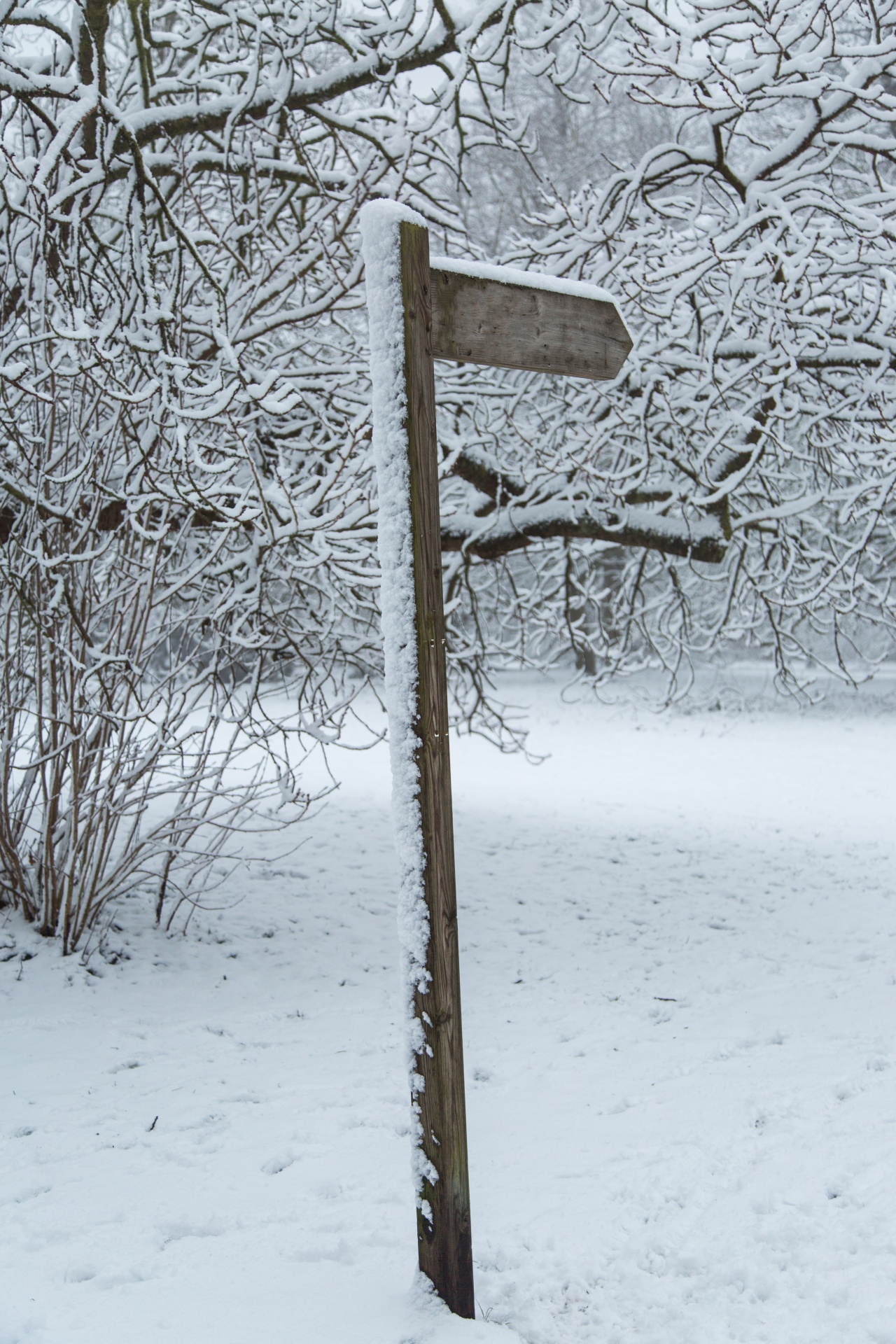 snowy snow landscape free photo