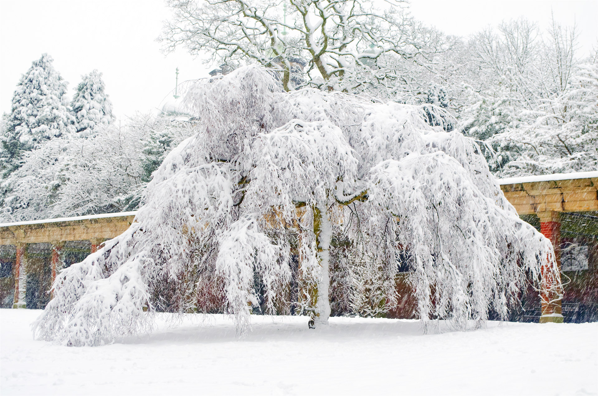 snowy snow snowed free photo