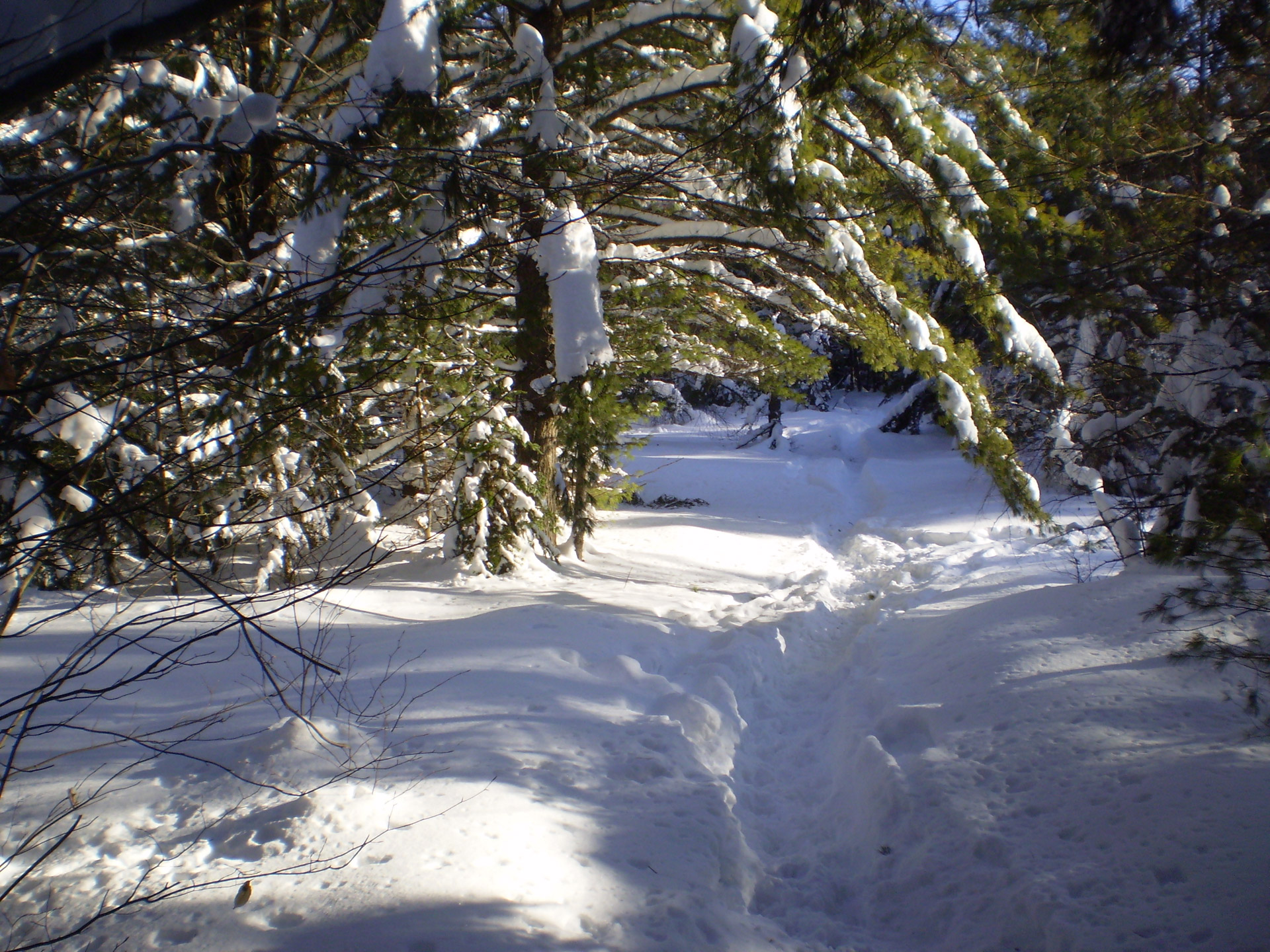 nature tree snow free photo