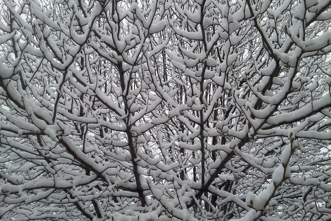 snowy tree snow winter free photo