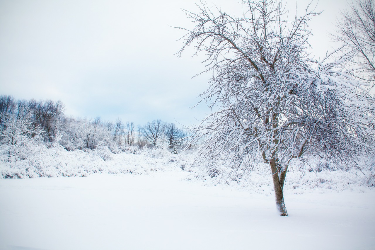 snowy tree snow winter free photo