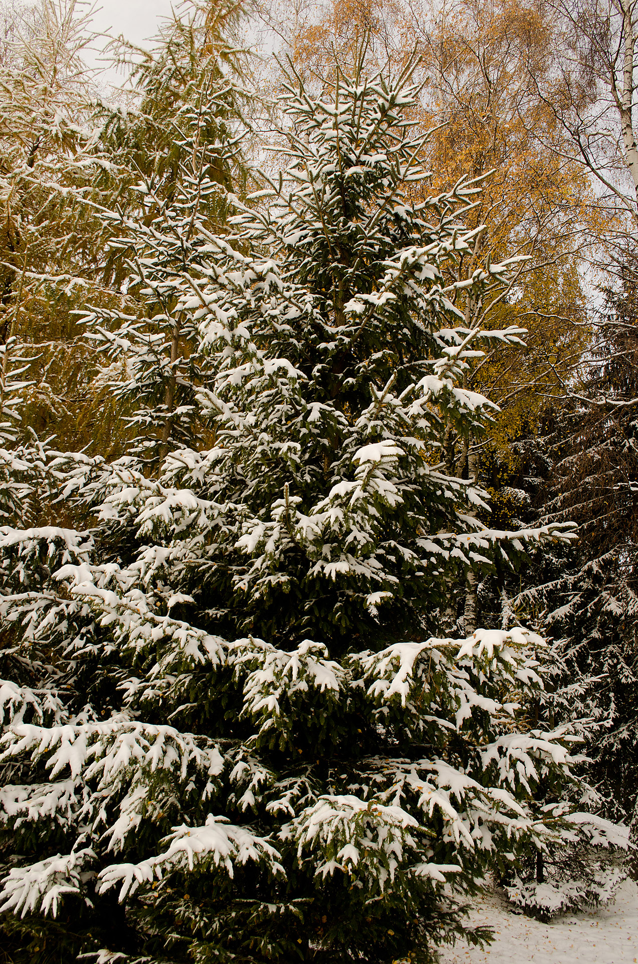 snow tree christmas free photo