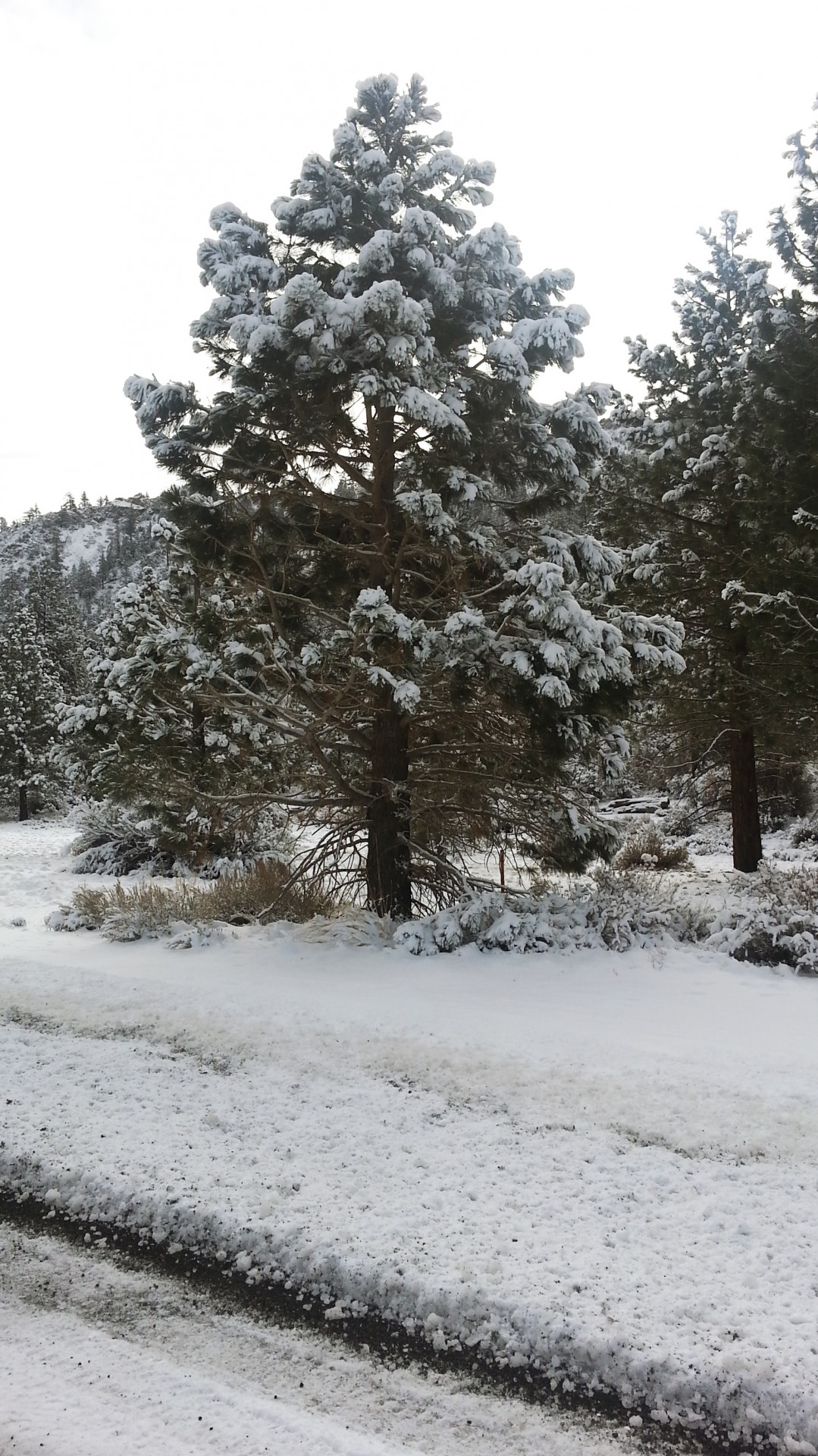 tree snow pine free photo