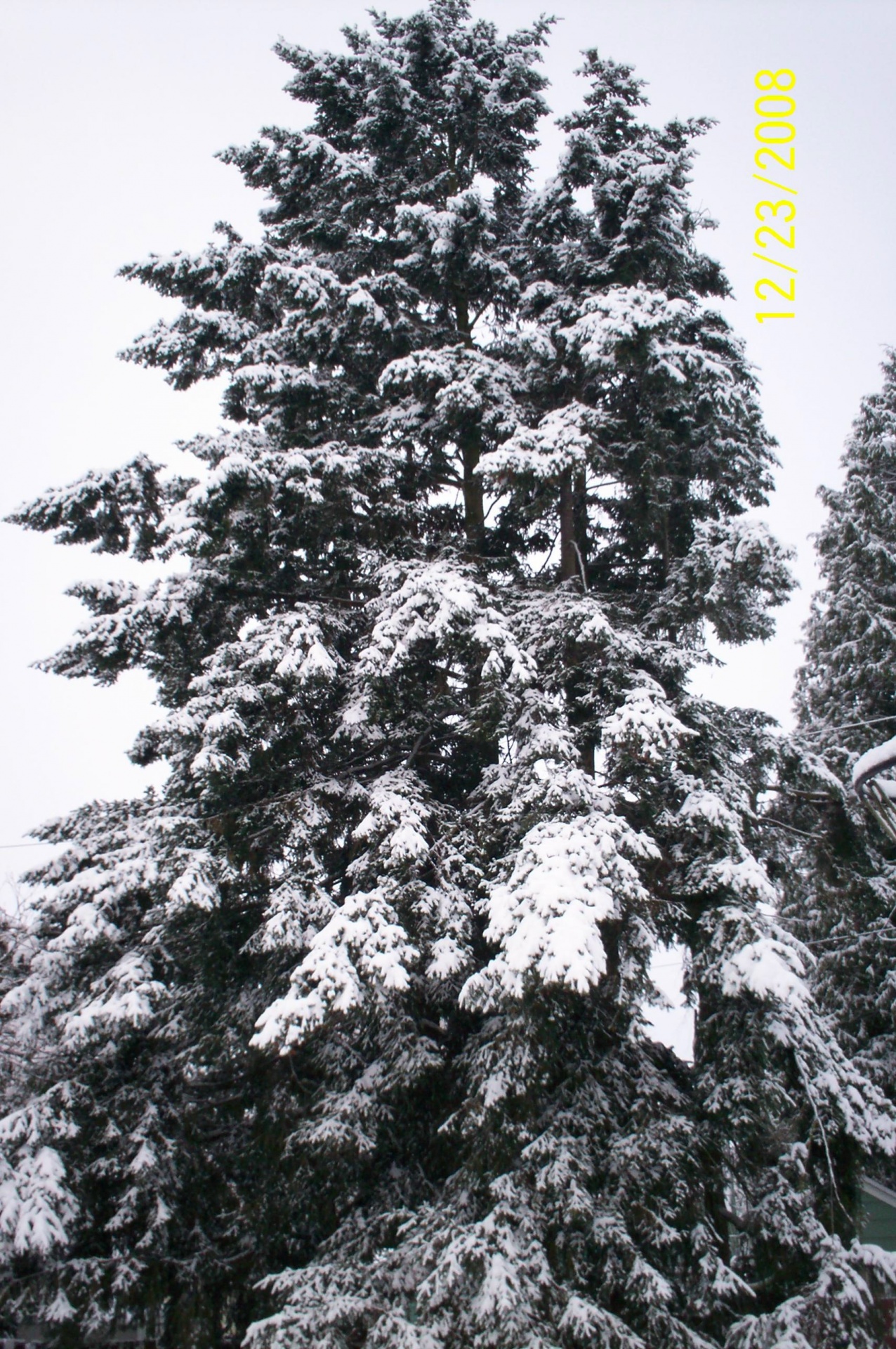 snow trees landscape free photo