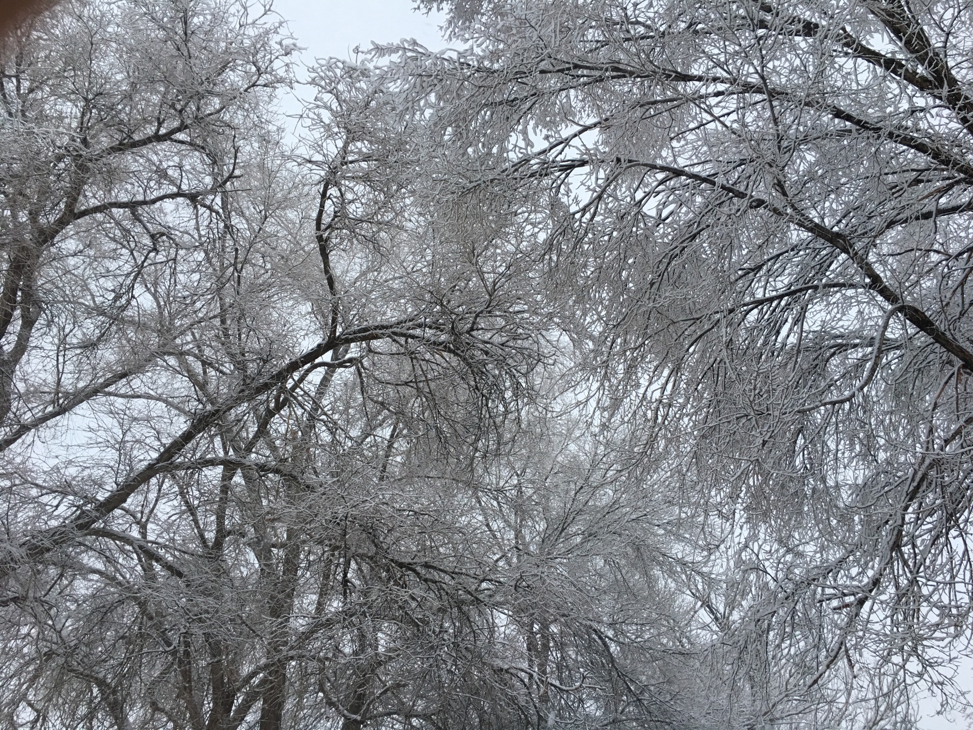 snow trees elm free photo