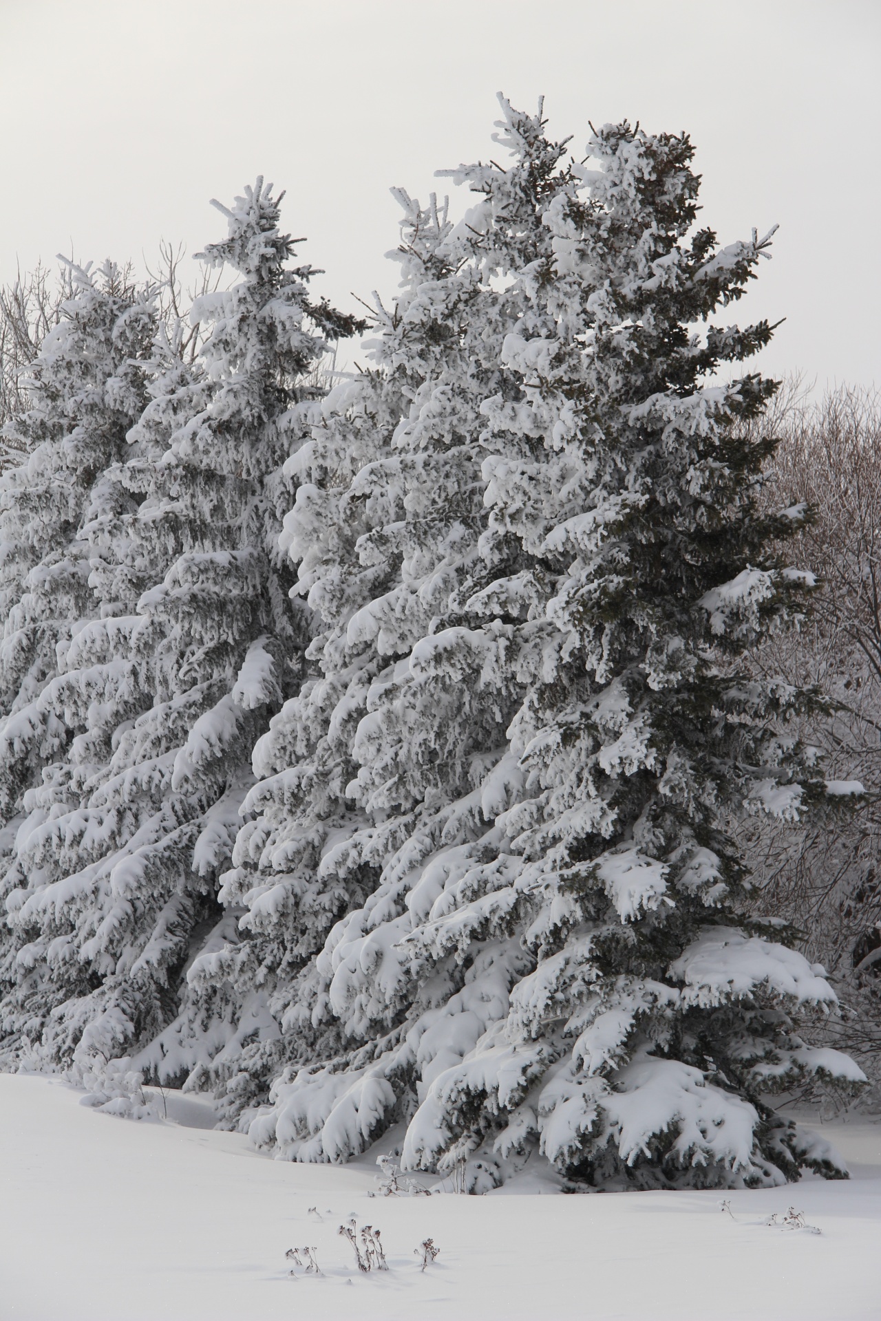 tree forest snow free photo