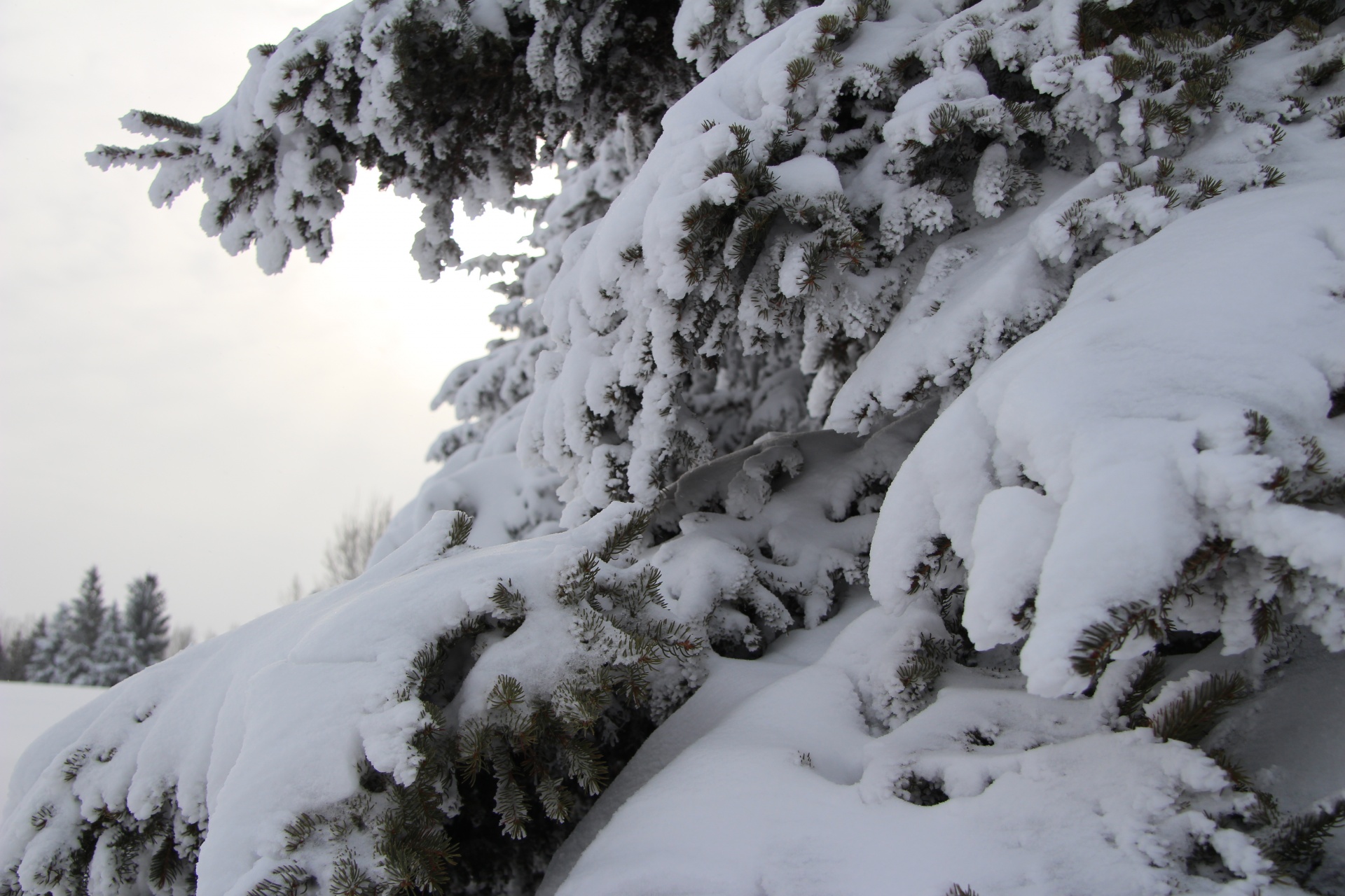 tree forest snow free photo