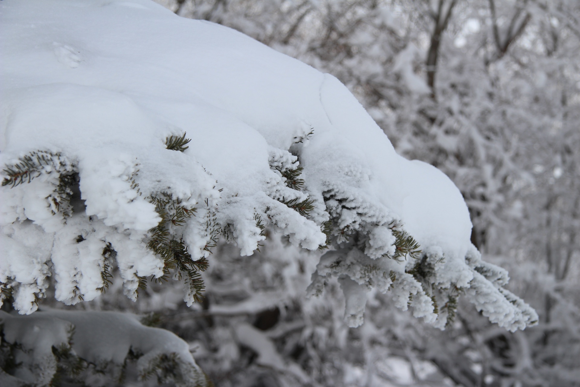 tree forest snow free photo