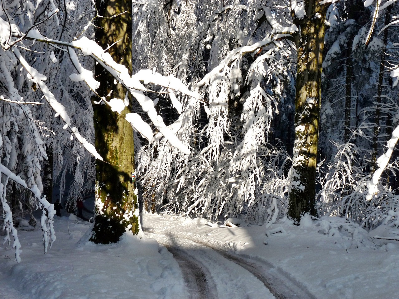 snowy trees light shadow free photo