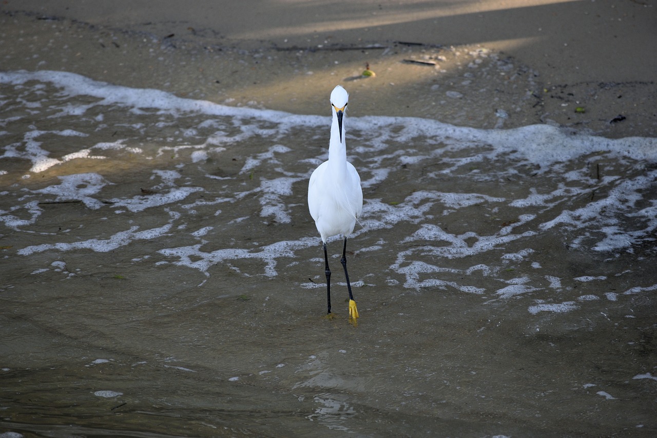snowy white egret bird avian free photo