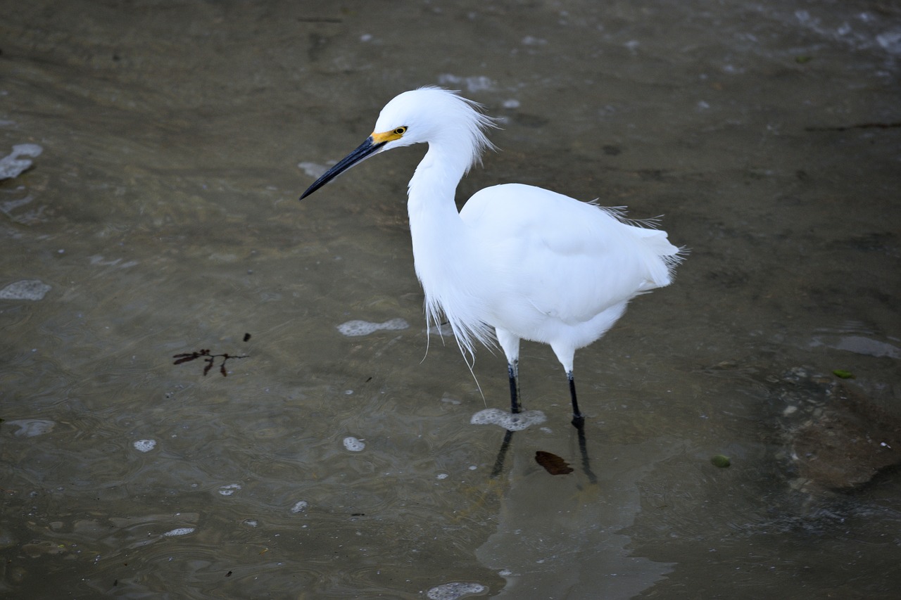 snowy white egret wildlife bird free photo