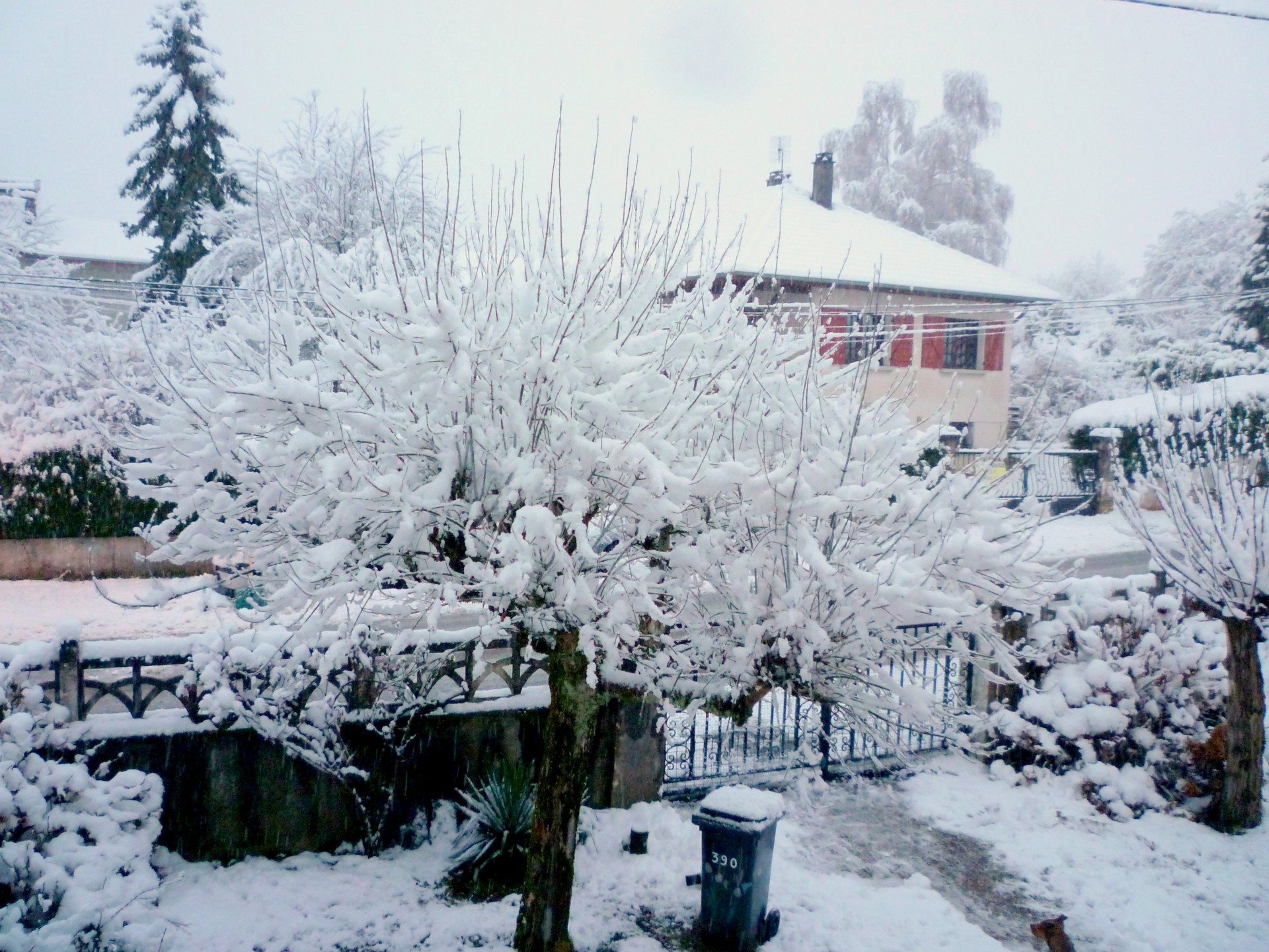 snow tree yard free photo