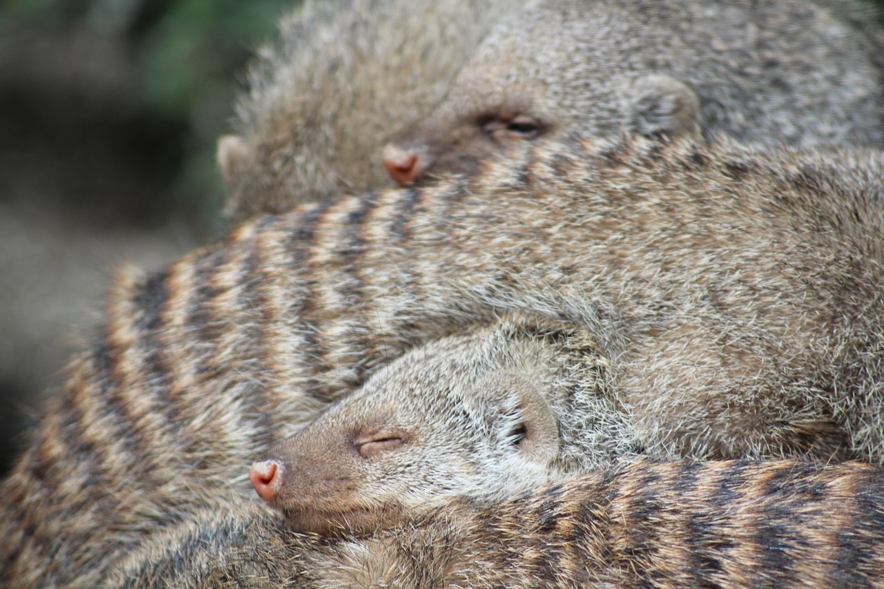 snuggle warm family free photo