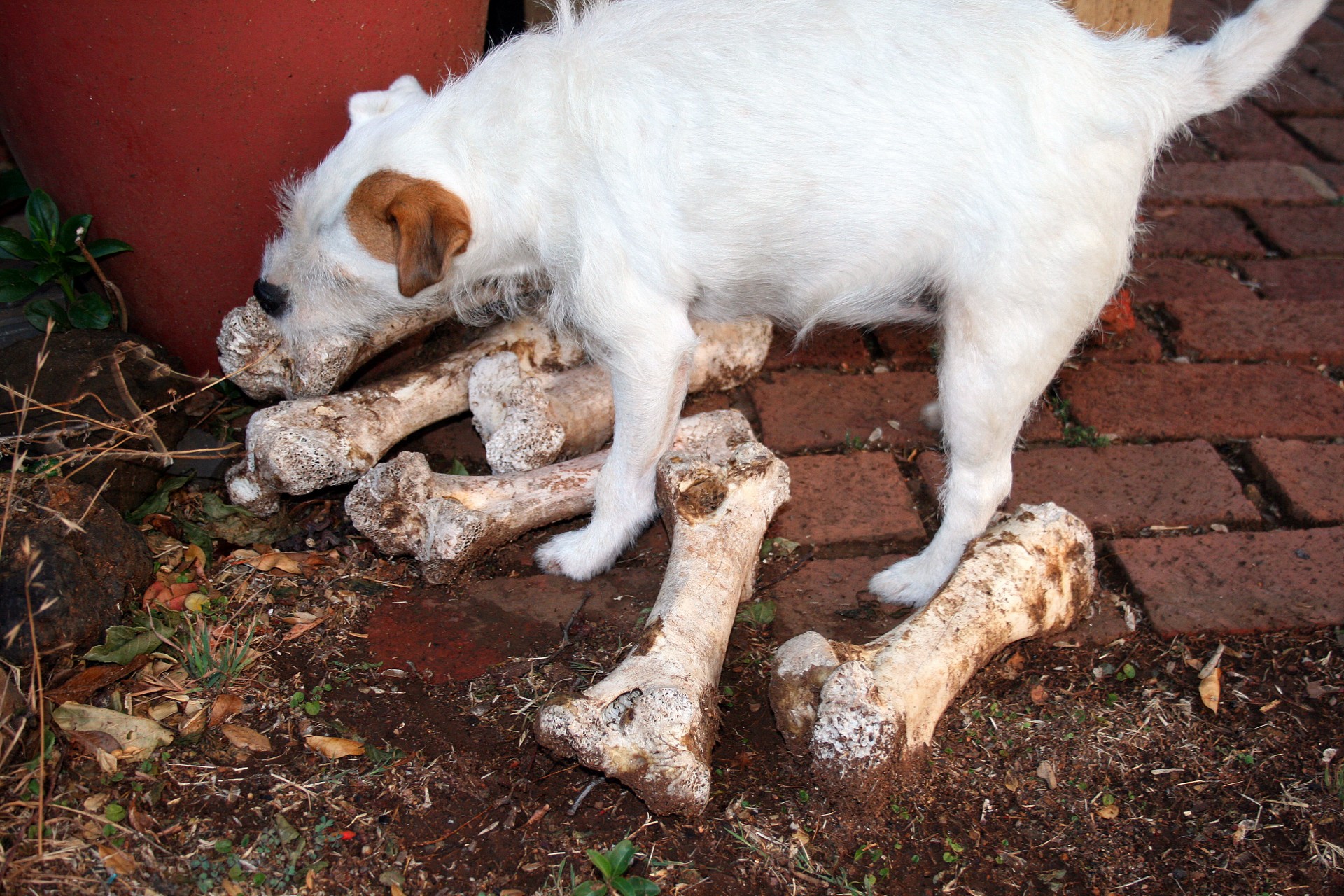 dog white parsons jack russell free photo