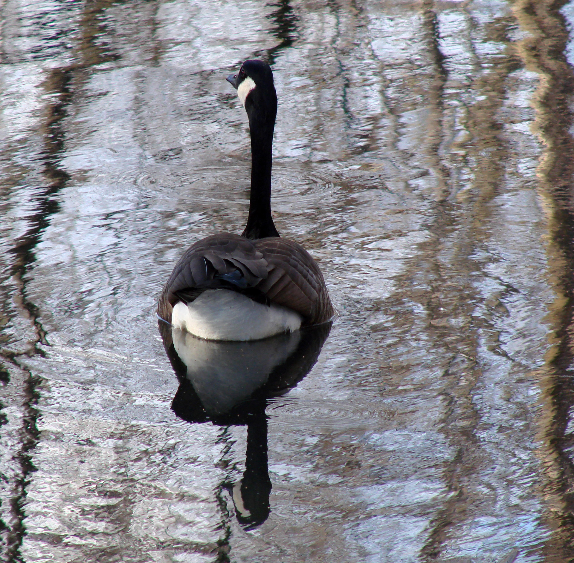 goose water nature free photo