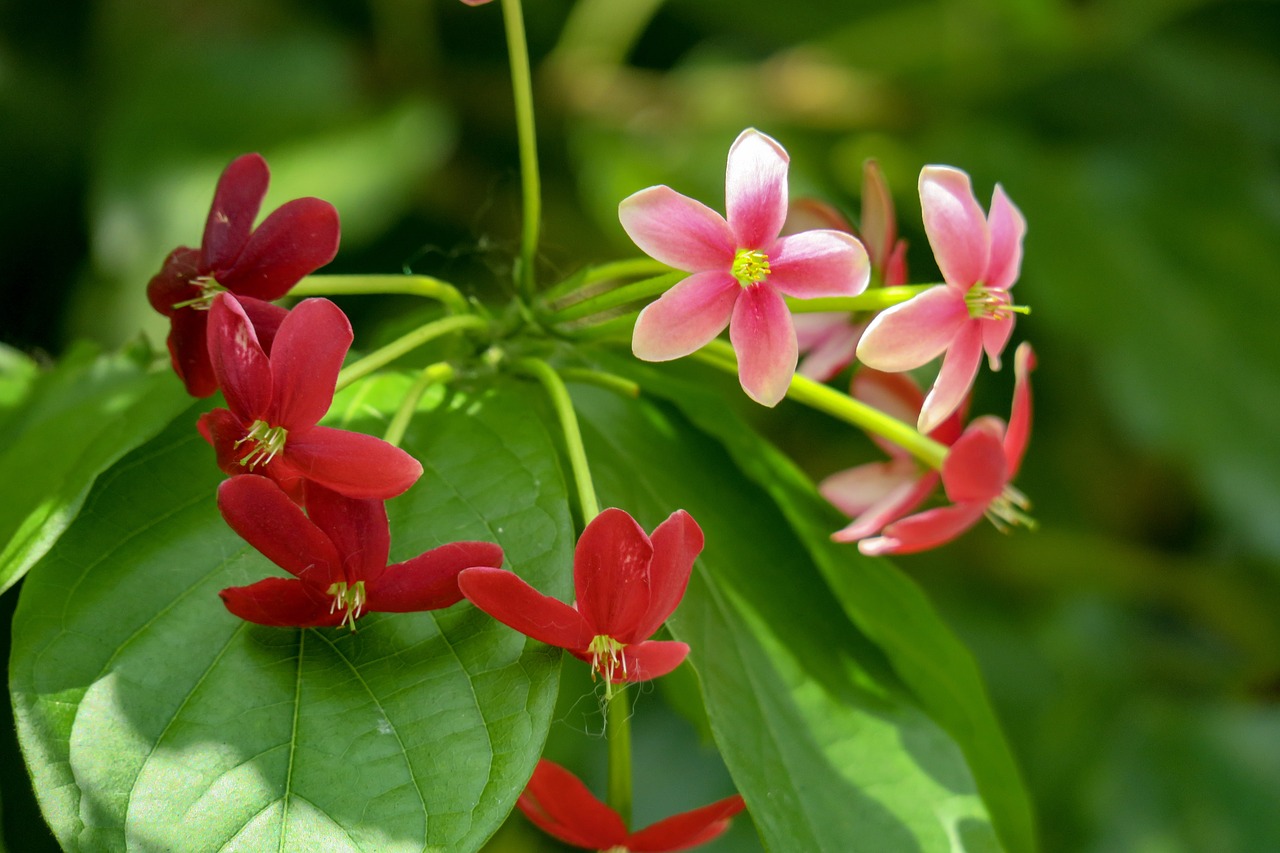 so that the gentleman  flower  plant free photo