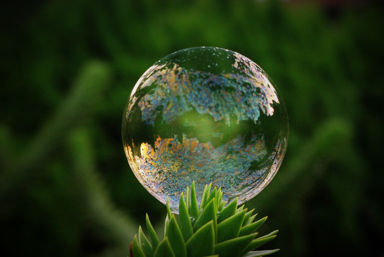 soap bubble tree mirroring free photo