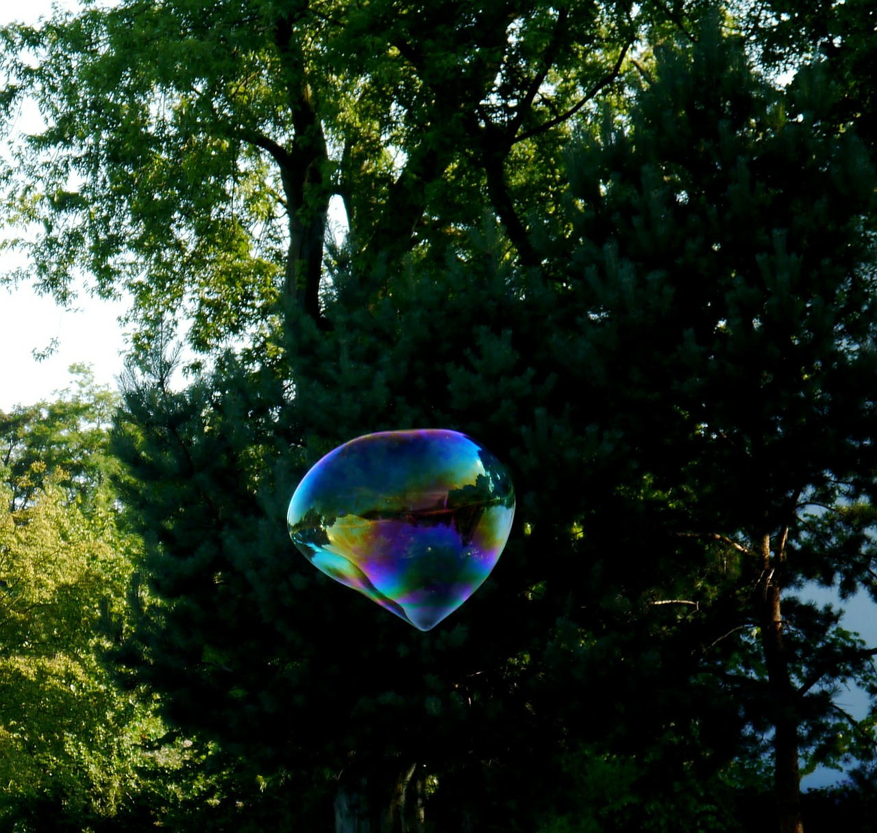 soap bubble large tree free photo