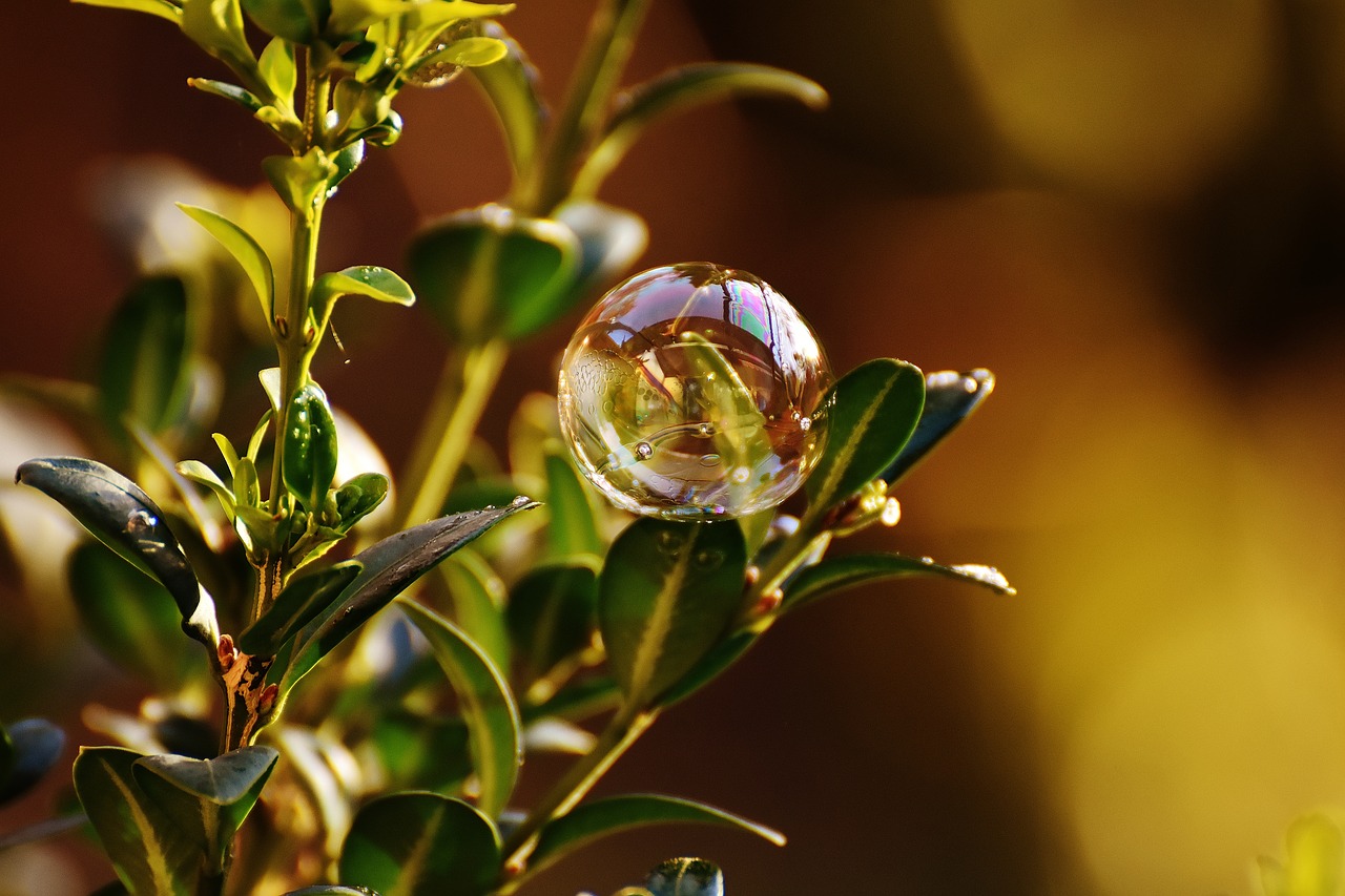 soap bubble colorful buxbaum free photo