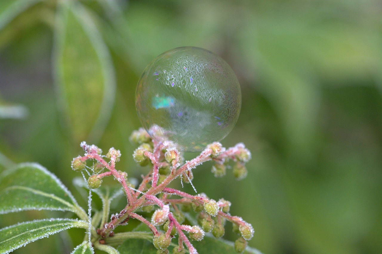 soap bubble pattern structure free photo