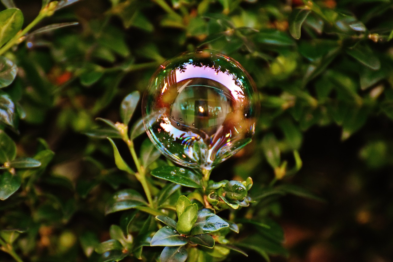 soap bubble colorful buxbaum free photo