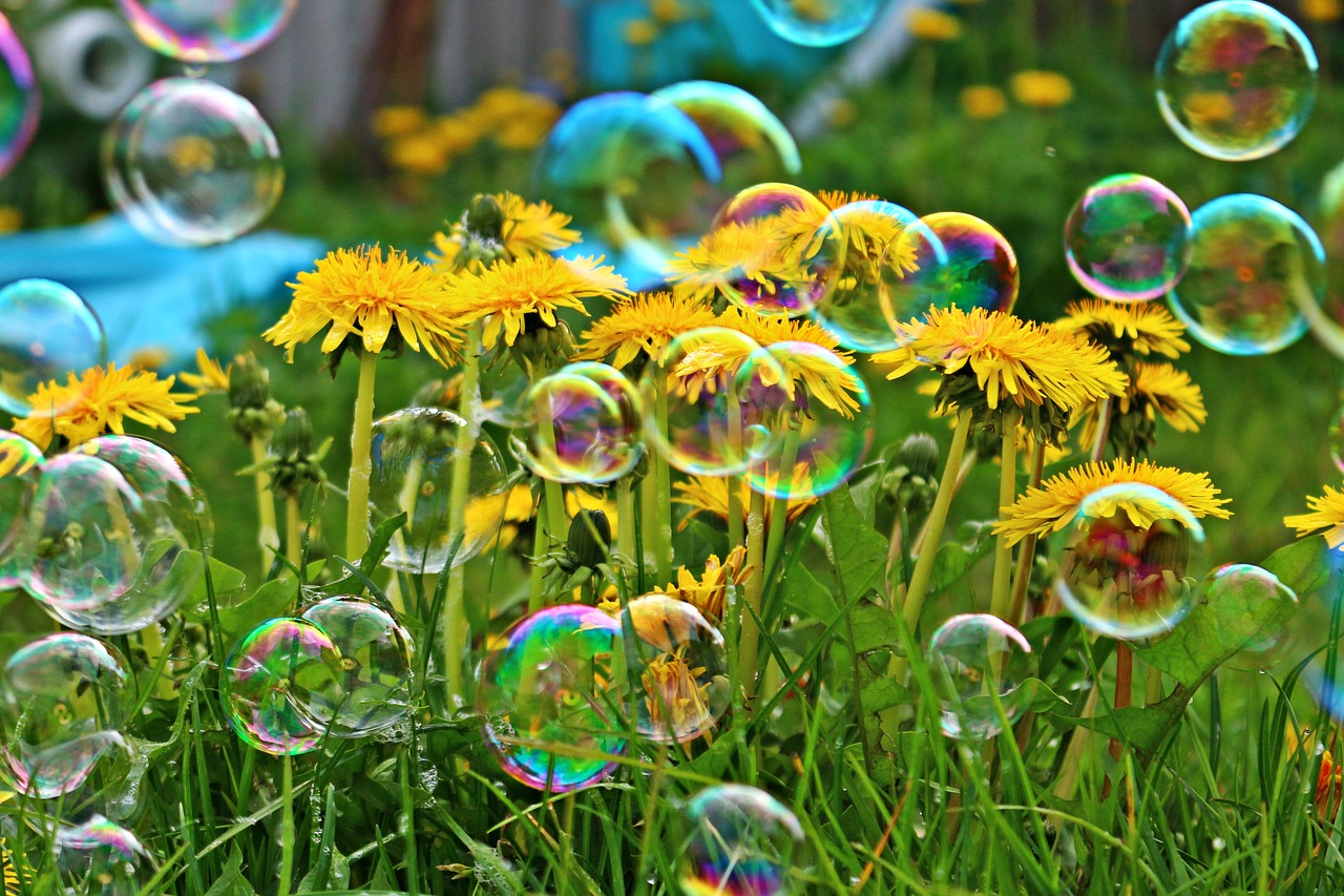 soap bubble dandelion flower free photo